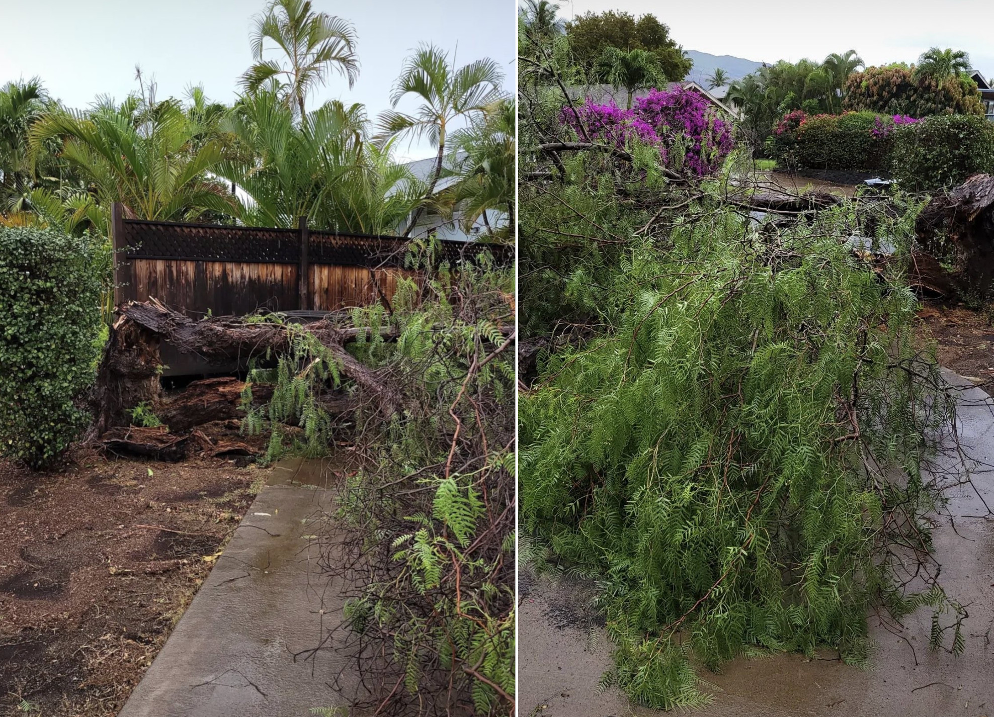 Trees down in KÄ«hei (along the southwest coast of Haleakala, Maui), December 6. (Tracey Doucett/KITV4)