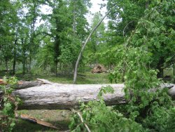 Several large trees were downed along CR 181 and CR 515.