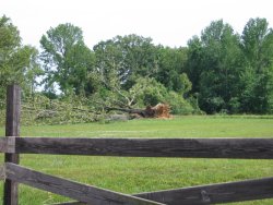 Several large trees were downed along the path of the tornado. There was also minor structural damage to an outbuilding in the area.