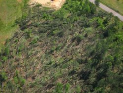 This is an areal photograph of tree damage along the tornado path. The convergent pattern of the fallen trees is a tell-tale sign the damage was caused by a tornado and not straight line winds.