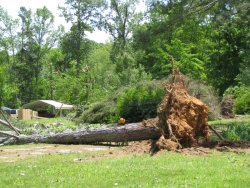 This is one of several large trees that were uprooted or snapped along the tornado's 1.6 mile long path