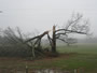 Snapped Oak Tree near Pikeville
