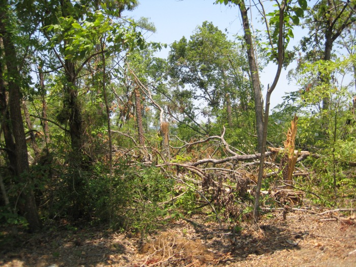 Tree Damage on Buck Island
