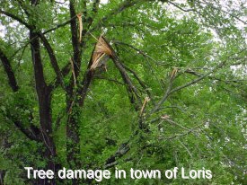 Tree damage in the town of Loris