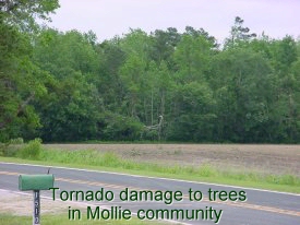 Tornado damage to trees in Mollie Community