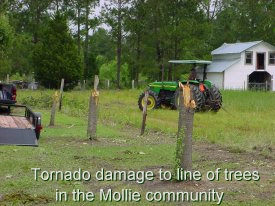 Tornado damage to line of trees in the Mollie Community