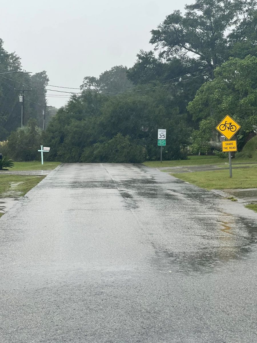 Tree blown down across Shoreline Drive Esat in Sunset Beach.  Photo provided by the Sunset Beach Police Department