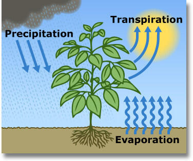 Evaporation (water moving from the soil into the air) plus transpiration (water moving from plants into the air) equals evapotranspiration.  Graphic courtesy of USGS/SalinityManagement.org