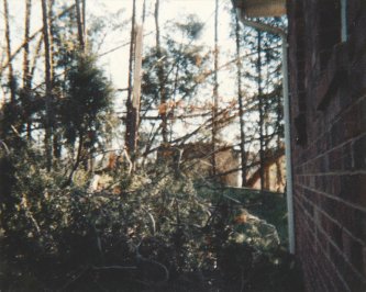 Damage to pine trees from Hurricane Hugo at my parents' home in Catawba County, NC.  This photo was taken within a day or two after the storm.