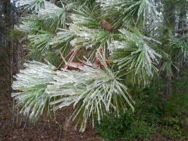Pine trees at the NWS office in Wilmington are coated in a glaze of ice.  February 11-12, 2014