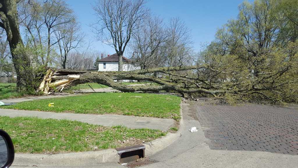 Broken tree in Decatur.  Photo by Jackie Hayes