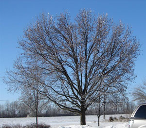 Icy Tree at the NWS Office - Click to Enlarge