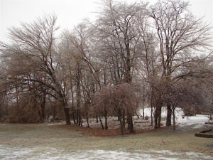 Ice on trees at the NWS - Click to enlarge