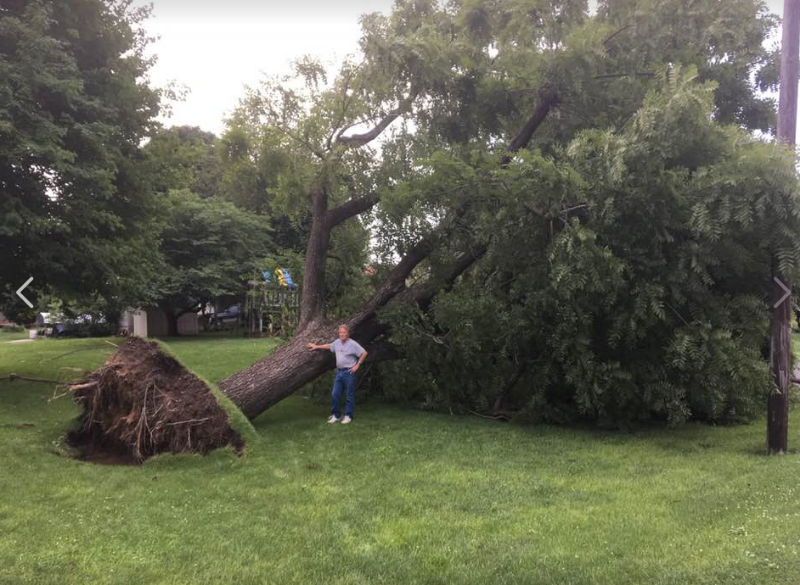 Walnut tree felled in Holland, Indiana June 26, 2018