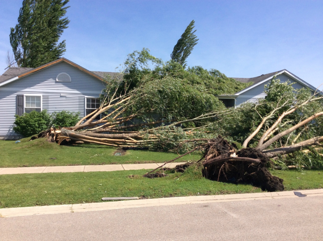 Photo showing damage from a tornado near Earlville. Trees are uprooted near a house.