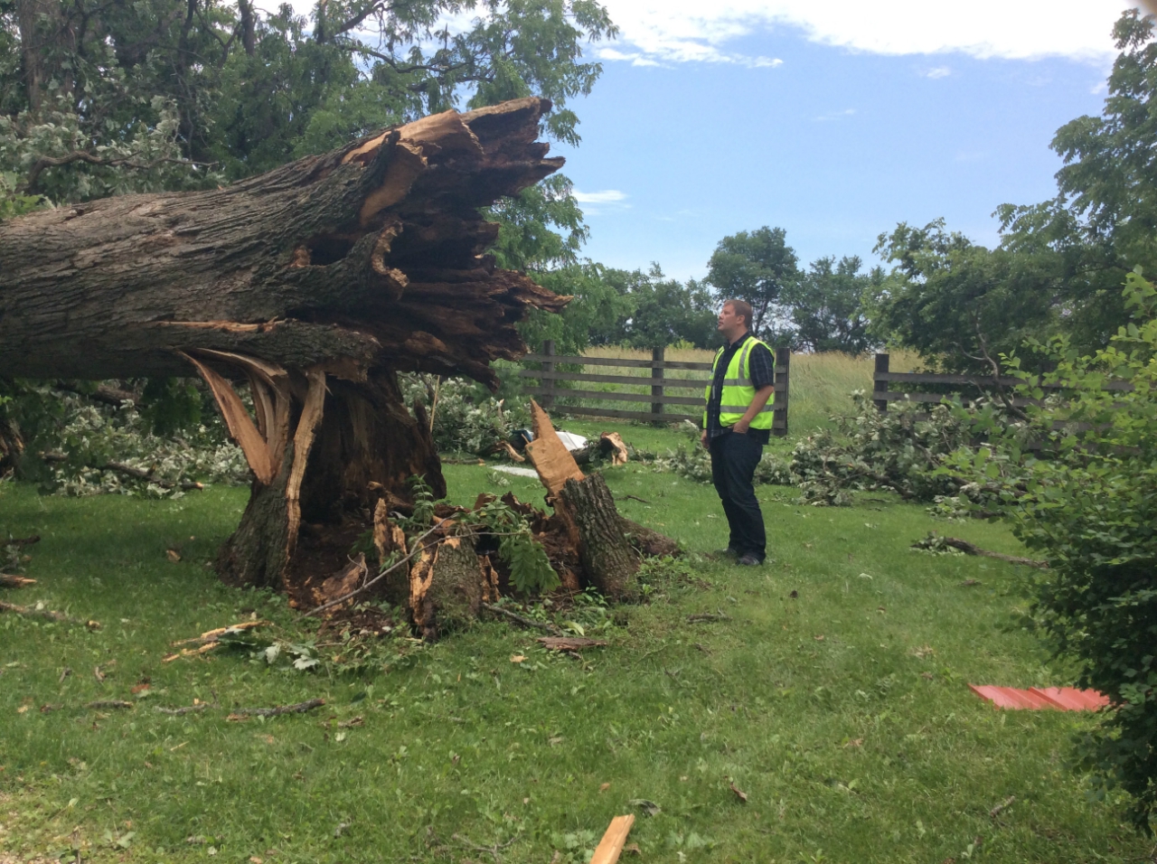 Photo showing damage from a tornado near southwest Kendall County. A tree trunk is snapped near the base with a NWS employee looking at the damage.