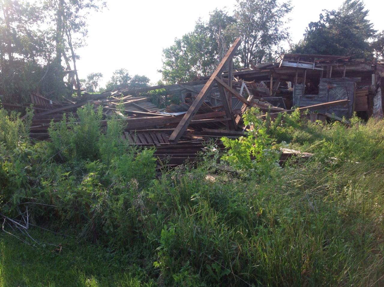 Photo showing damage from a tornado near Lowell. Multiple large branches have been broken.