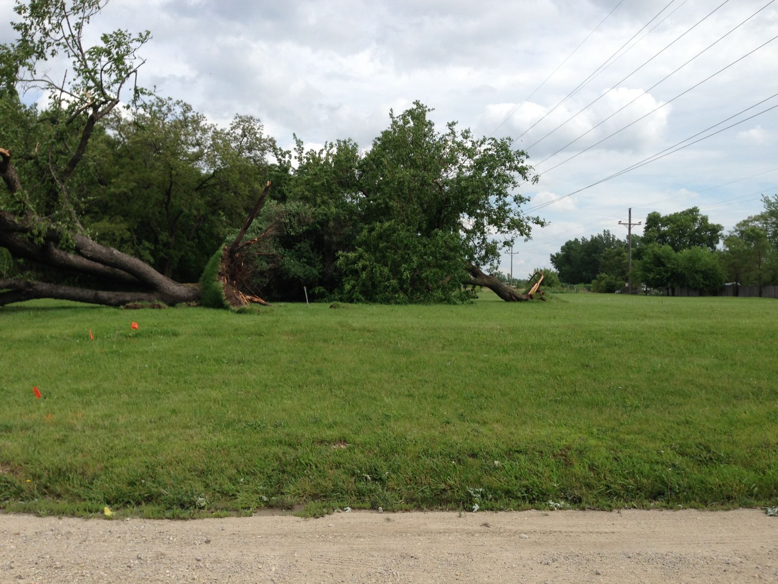 Photo showing damage from a tornado near Plainfield. A large tree branch has been broken.