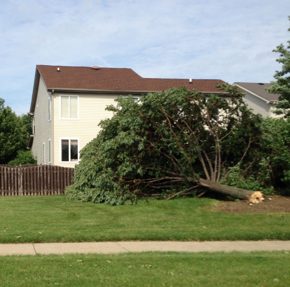 Photo showing damage from a tornado near Plainfield. A tree trunk has been snapped.