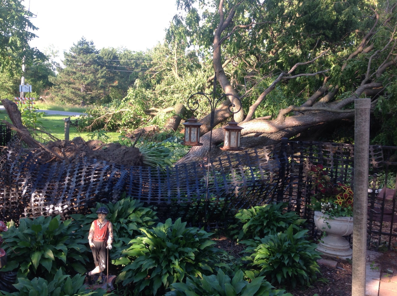 Photo showing damage from a tornado near Lowell. A large tree branch has been broken.