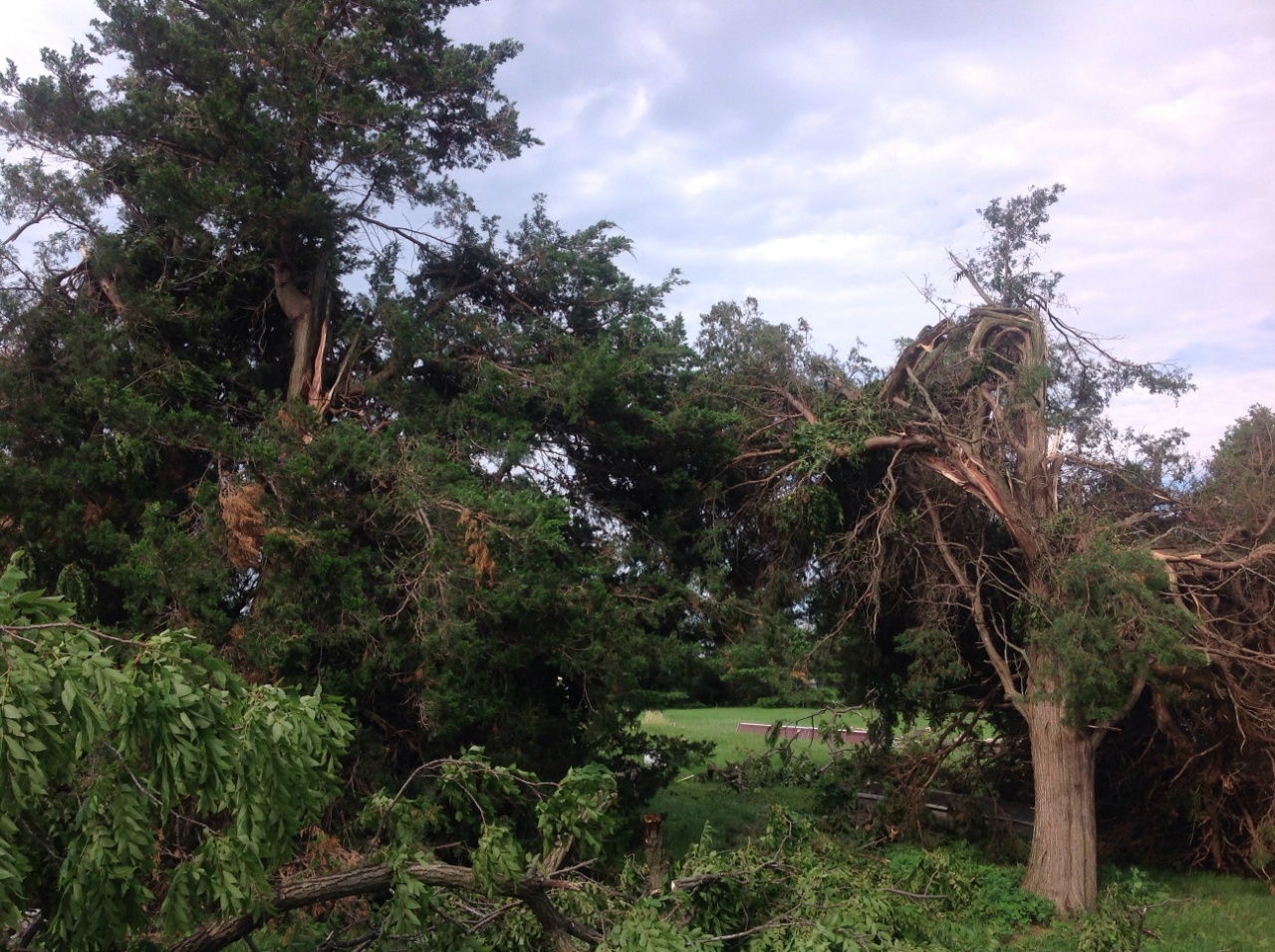 Photo showing damage from a tornado near Grant Park. Multiple large tree branches have been broken.