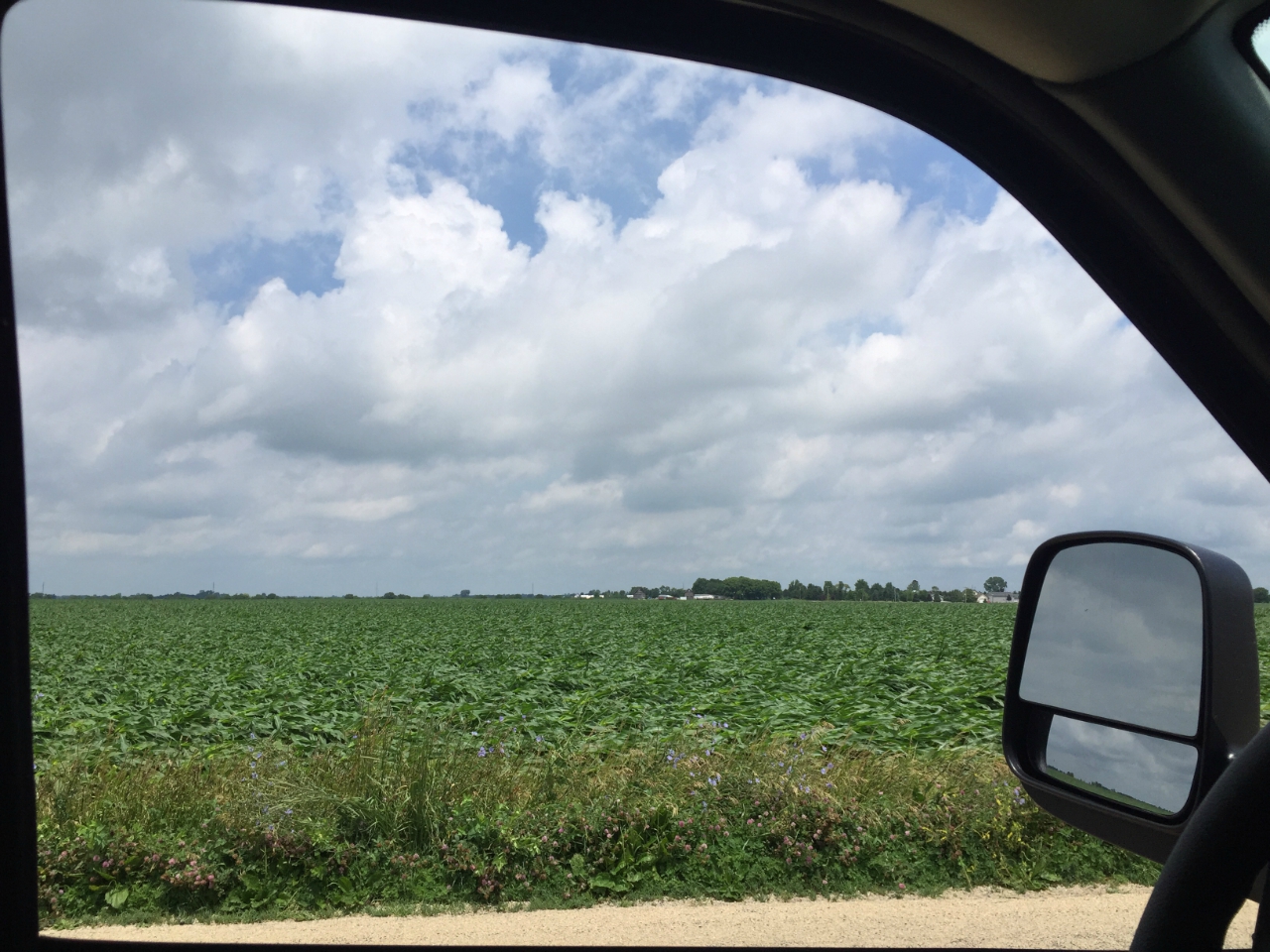 Photo showing damage to corn from Dayton tornado