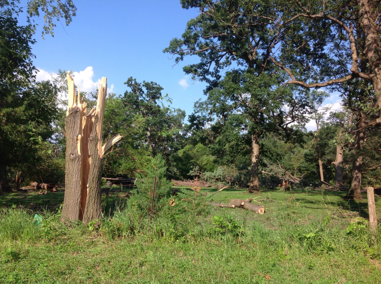 Photo showing tree damage from Sheridan tornado