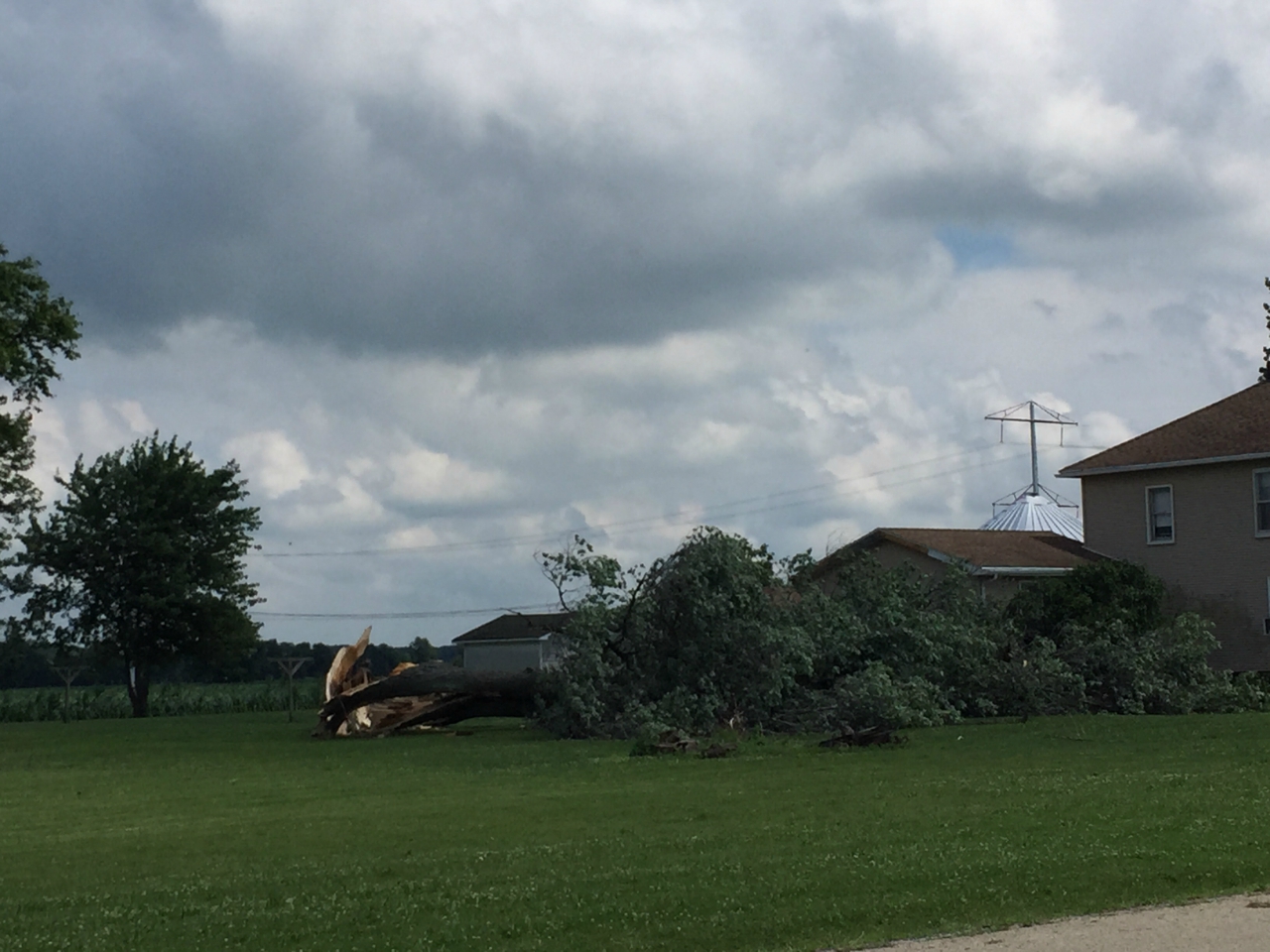 Photo showing tree damage from Mazon tornado