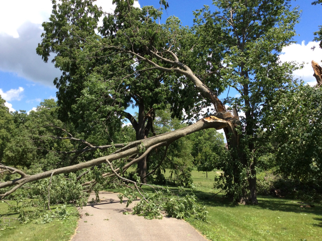 Photo showing tree damage from Troy Grove tornado