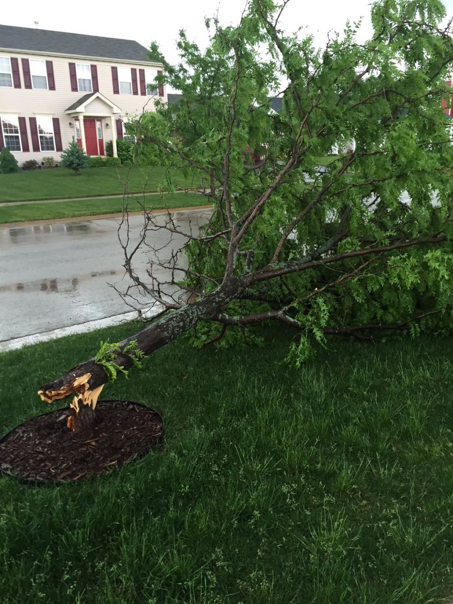 Tree down in Sandwich, IL
