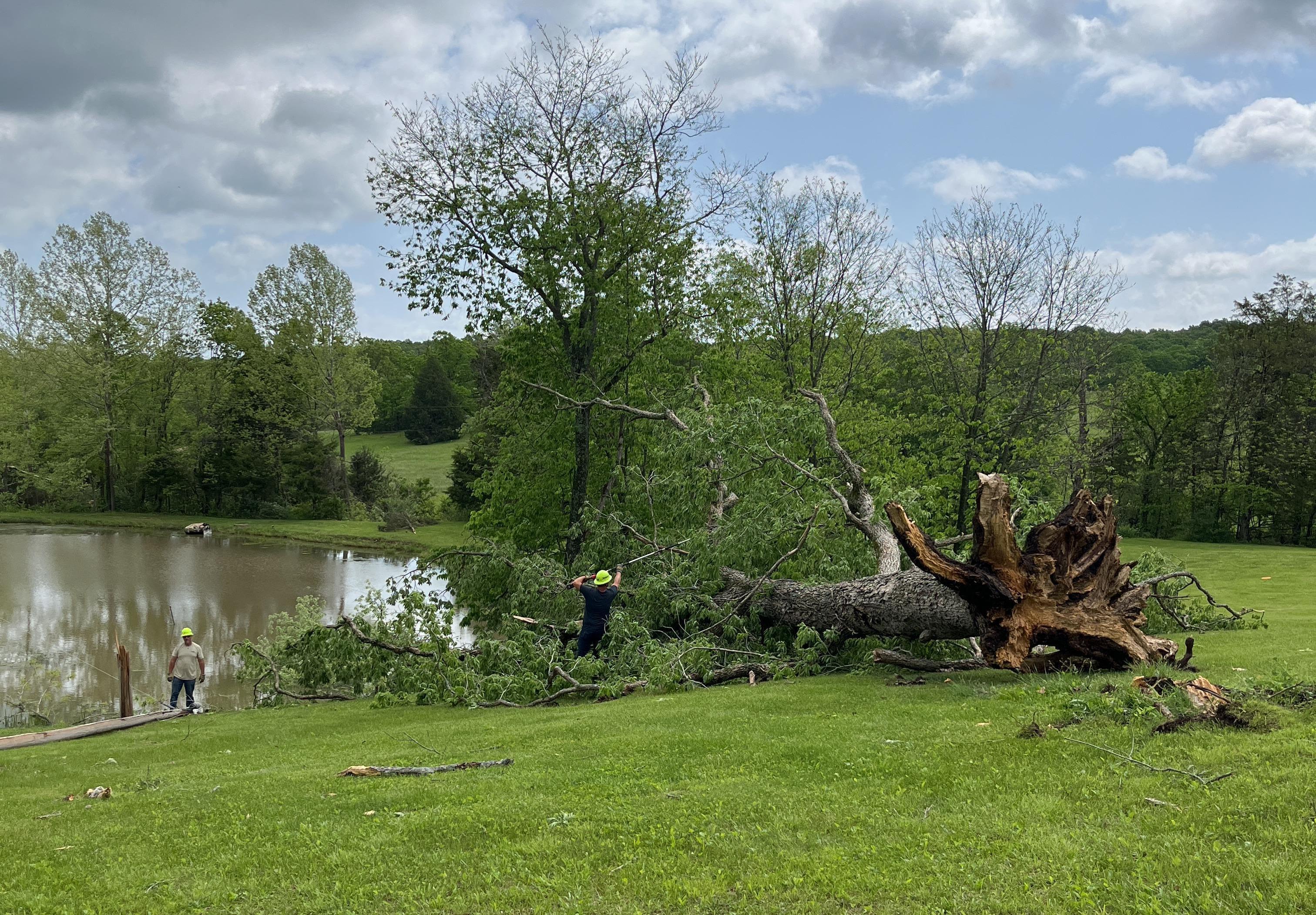 Photo of an uprooted tree by a tornado near Bourbon, MO.