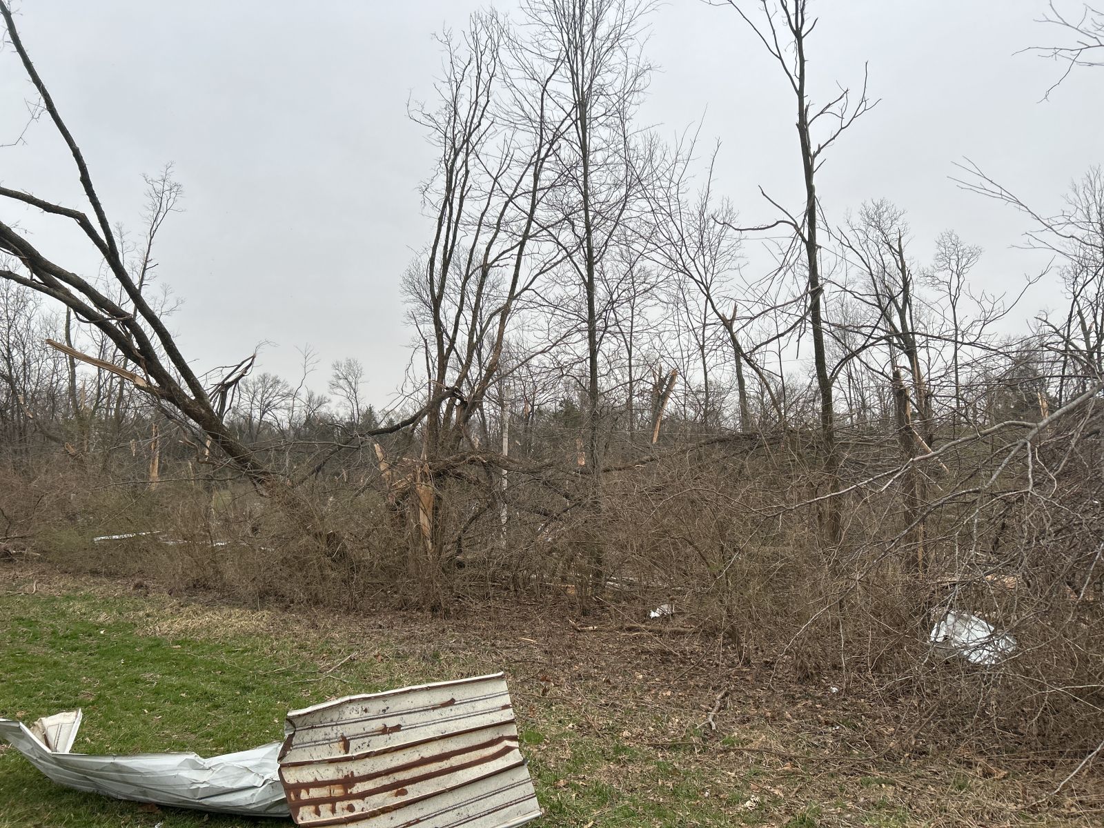 Photo of tree trunks snapped with debris strewn in field