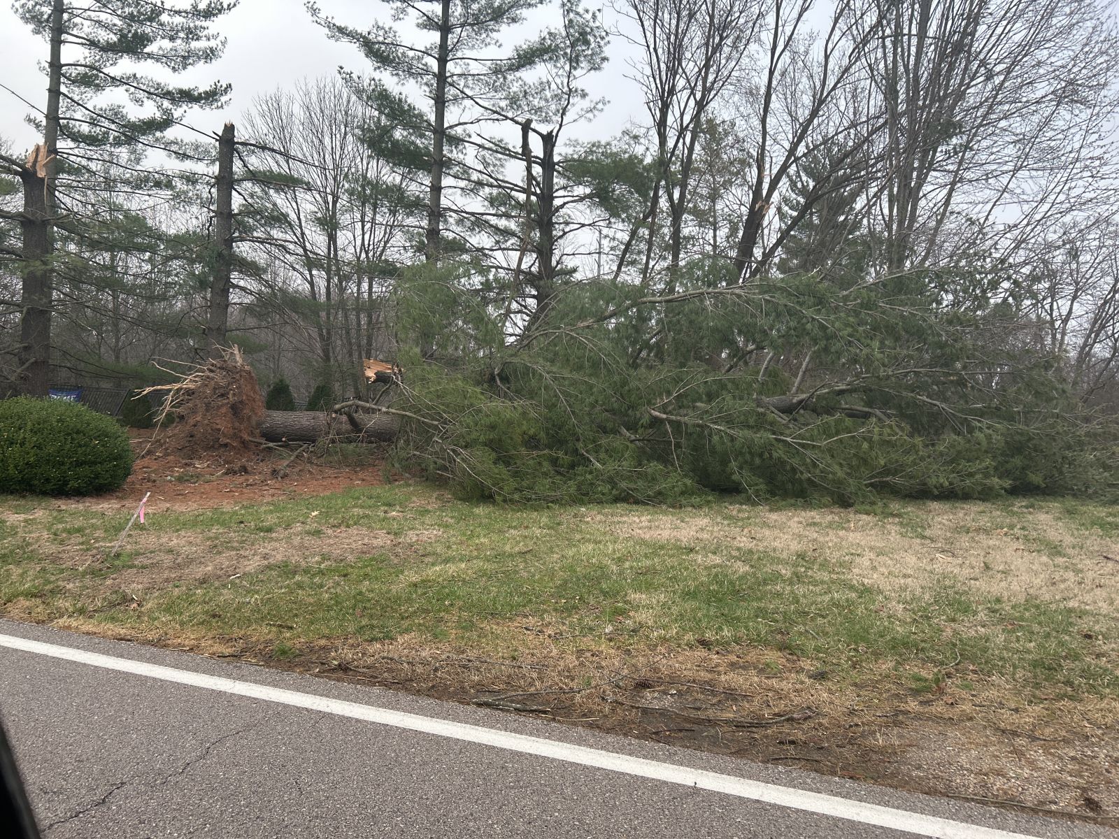 Photo of uprooted tree