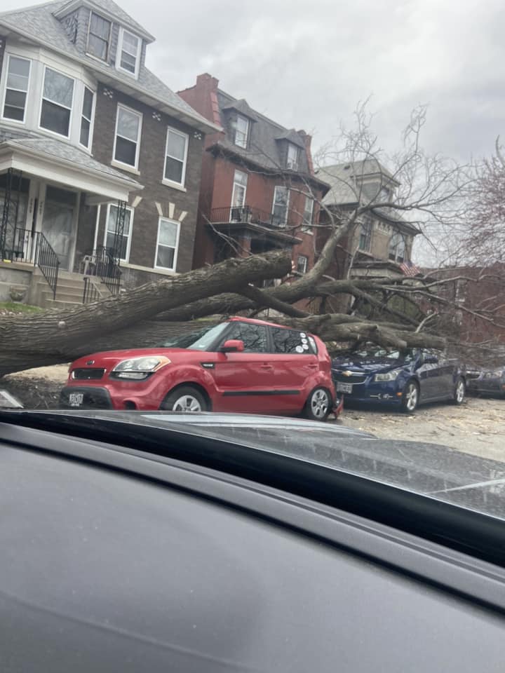 A large tree snapped near the base, falling on several cars in the Tower Grove East neighborhood of St. Louis. (Abbey Wharton)