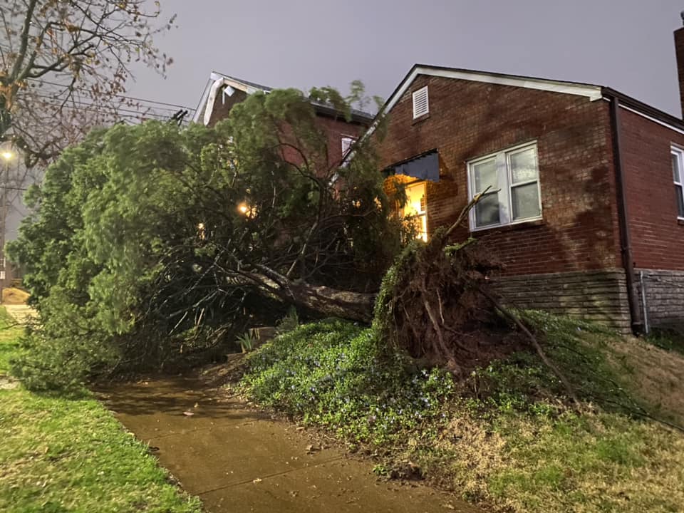A tree was uprooted by straight-line winds in the Tower Grove South neighborhood of St. Louis, MO. (Sarita Elliott)