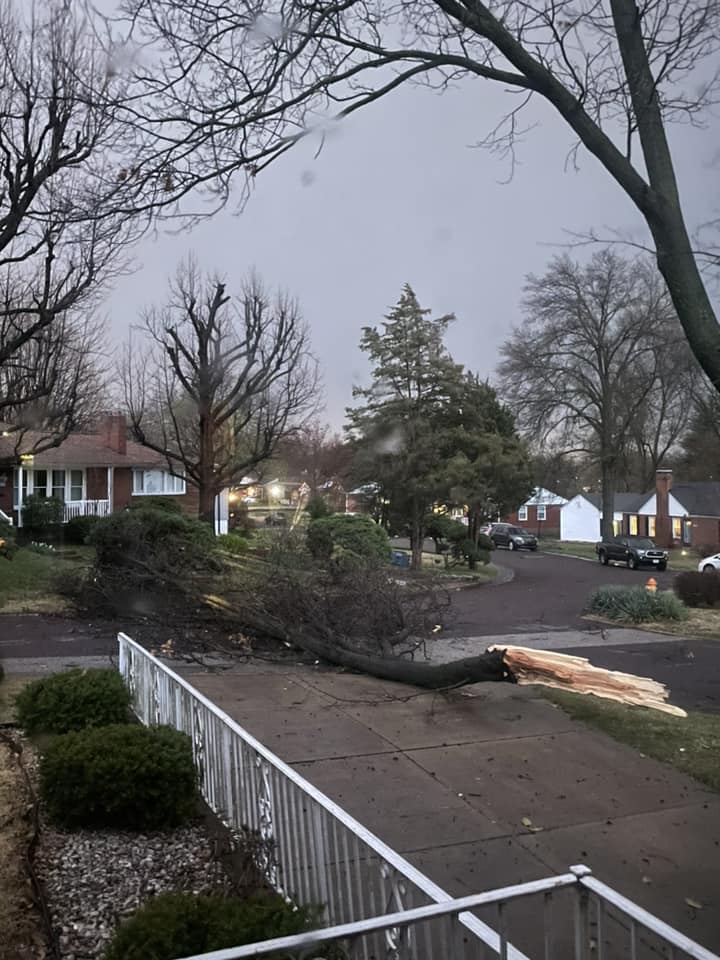 A large branch of a tree snapped on Watson Rd. in Shrewsbury, MO. (Morgan Halstead)