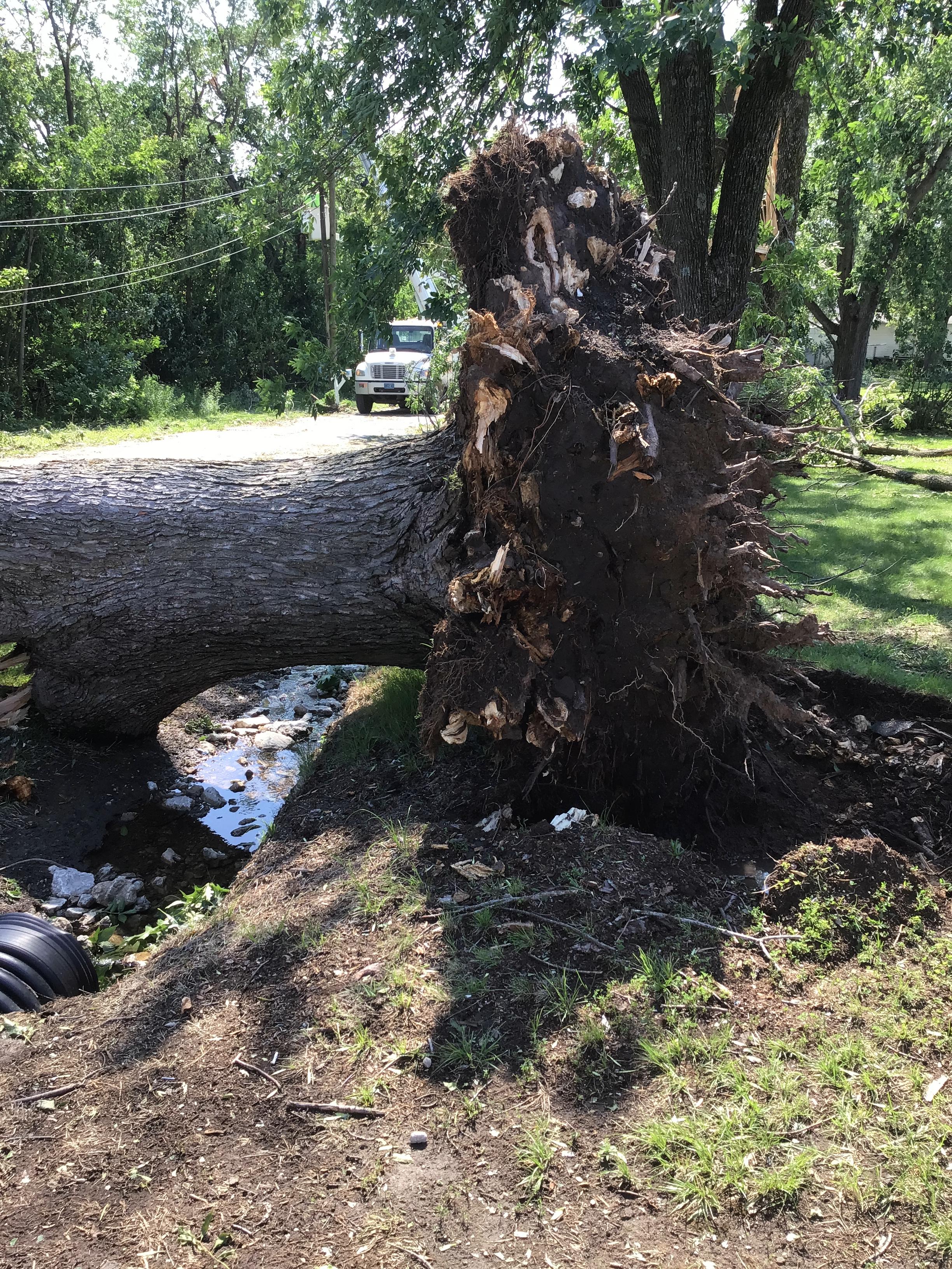 Photo of a large tree uprooted in Perry, MO.