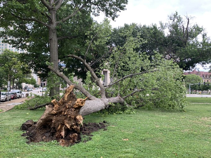 Photo of a large tree uprooted in downtown St. Louis, MO.