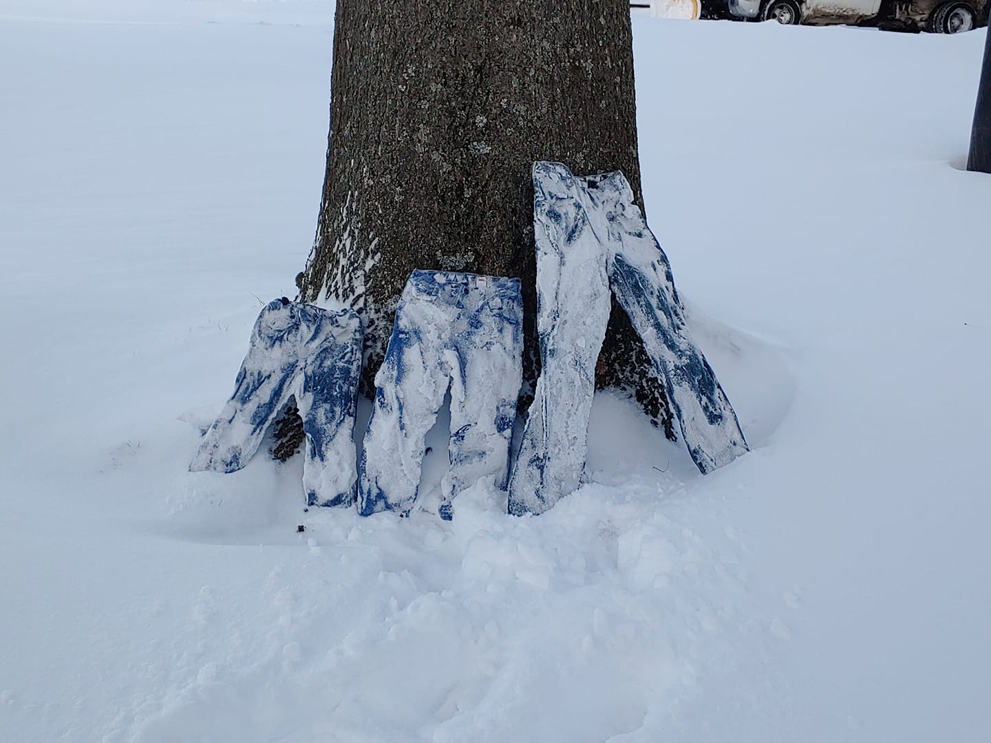 Photo of frozen pants leaning against the base of a tree.
