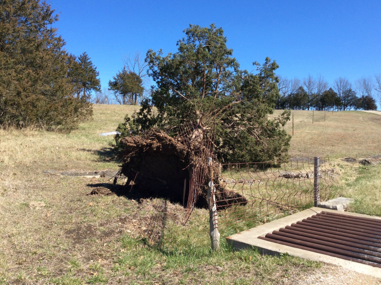 Photo of large tree uprooted on Prairie Trail just west of Highway T.