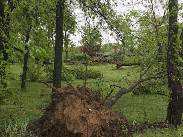 Photo of tree uprooted and several others snapped off.