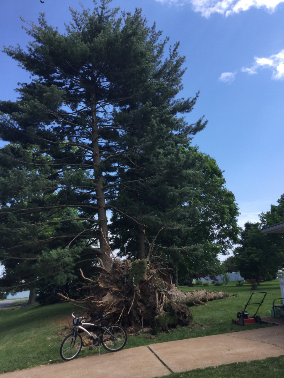 Photo of large pine tree that was uprooted.