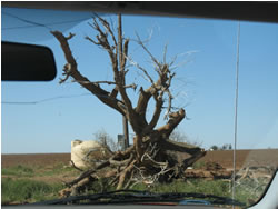 A large tree is uprooted by tornadic winds in northwestern Lubbock County.  