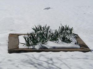 Picture of daffodils battling through the snow on Februrary 23, 2010.