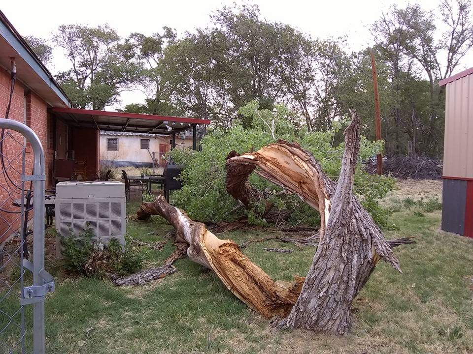 An example of tree damage due to the strong winds in Memphis (May 8th2018).