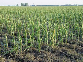 This corn was destroyed by hail about 2.75 miles north-northeast of Lonoke (Lonoke County).