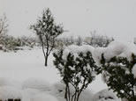 bushes covered with snow