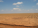 stripped cotton field
