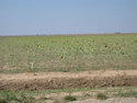 stripped sunflowers