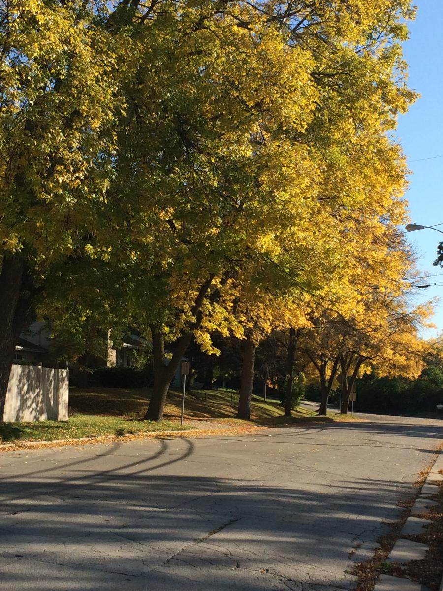 Fall Colors 2015 in Waukesha